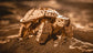 Liquid error (sections/main-product line 170): Could not find asset snippets/ls-alt.liquid